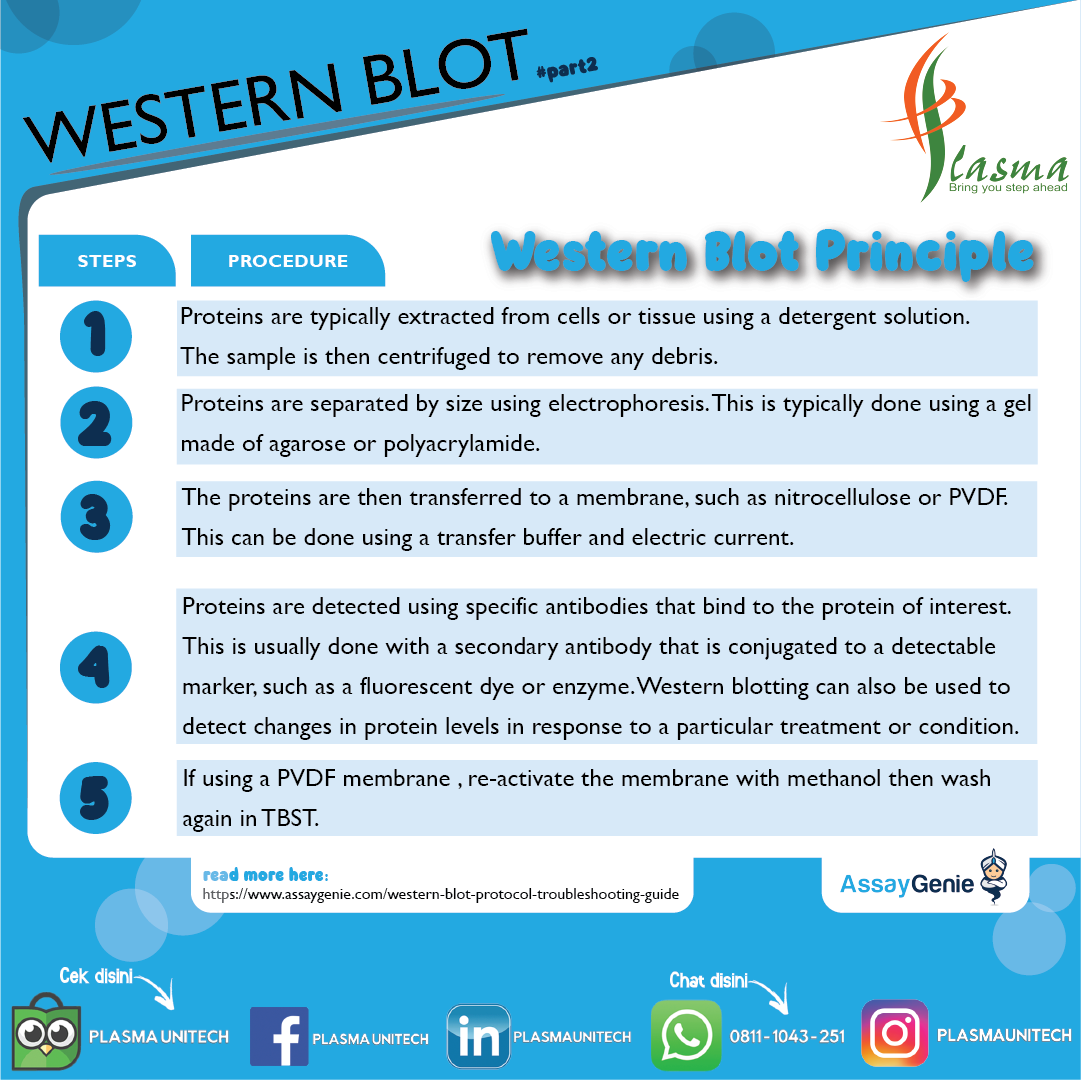 WHAT IS WESTERN BLOT? Part2